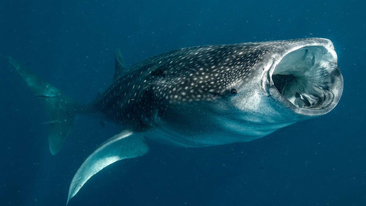 Walhai, © Amanda Cotton/Ocean Image Bank