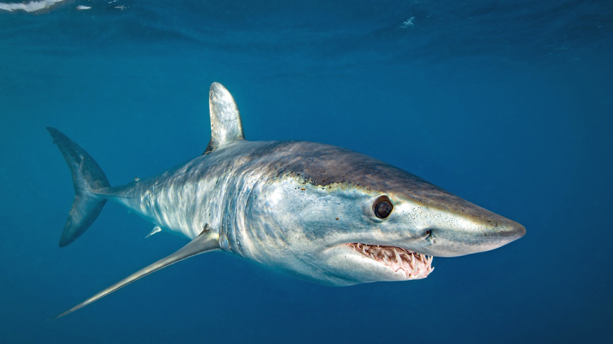 Makohai, © Ron Watkins/Ocean Image Bank