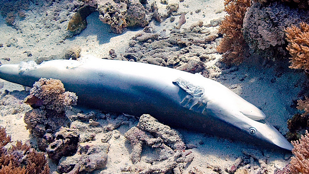 Shark-Finning/Haiflossenfischerei, © Nancy Boucha/Marine Photobank