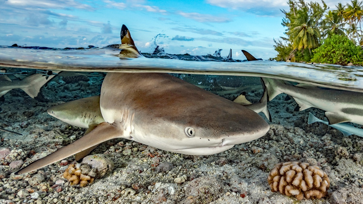 Schwarzspitzen-Riffhaie, © Hannes Klostermann/Ocean Image Bank