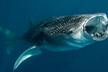 Beispiel Bild 800 x 450